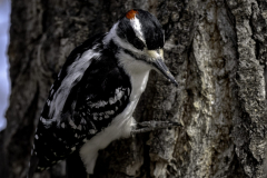 NZ81031-Male-Downy-Woodpecker-scaled
