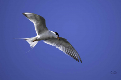 Nz8_5170-Common-Tern-hovering-on-hunt-scaled