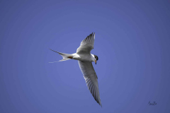 Nz8_5238-Common-Tern-hovering_-scaled