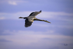 Nz8_5525-Great-Blue-Heron-fly-past-scaled